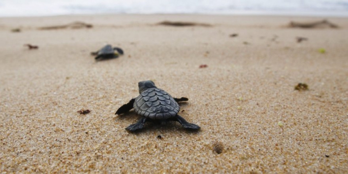 5. Caretta Caretta Şenliği yarın düzenleniyor