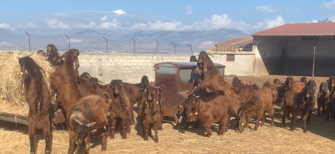  50 baş kasaplık oğlak ve 7 baş kasaplık teke satışa sunuldu… Teklifler için son tarih 22 Ocak