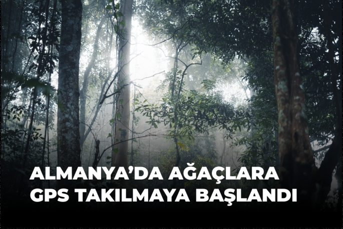 Almanya'da Ağaçlara GPS Takılmaya Başlandı