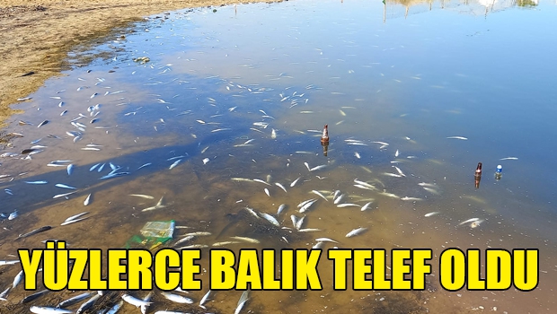 Bafra'da yüzlerce balık telef oldu