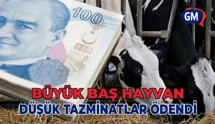  BÜYÜKBAŞ HAYVAN DÜŞÜK TAZMİNATLARI ÖDENDİ