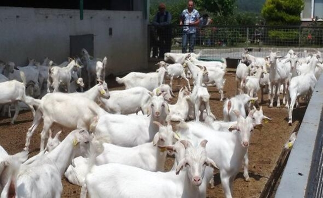 DÜÇ kasaplık hayvan satışı yapacak