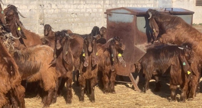 DÜÇ'TE 25 BAŞ KASAPLIK OĞLAK VE 10 BAŞ KASAPLIK KEÇİ SATILIYOR