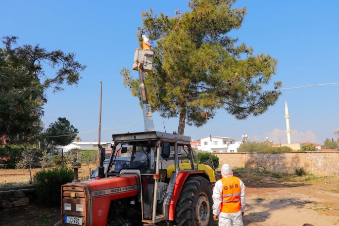 Gazimağusa’da çam kese böceği ile mücadele devam ediyor