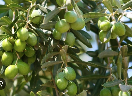  Gazimağusa’da Gemlik zeytin hasadı başlama tarihi 2 Eylül...