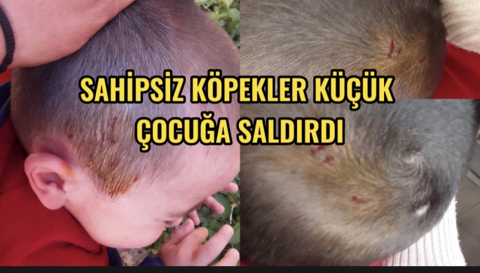 Gazimağusa'da sokak hayvanları dehşet saçtı 