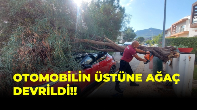 Girne'de Otomobilin Üstüne Ağaç Devrildi