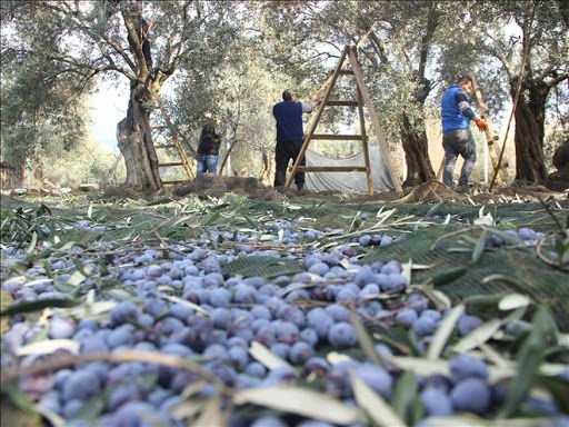 Girne’de zeytin toplama tarihi 23 Eylül’de başlıyor 