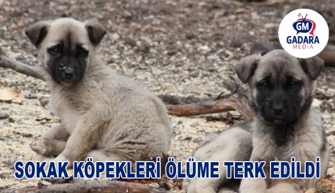 Güzelyurt Belediyesi hapsettiği sokak köpeklerini ölüme terk ediyor!