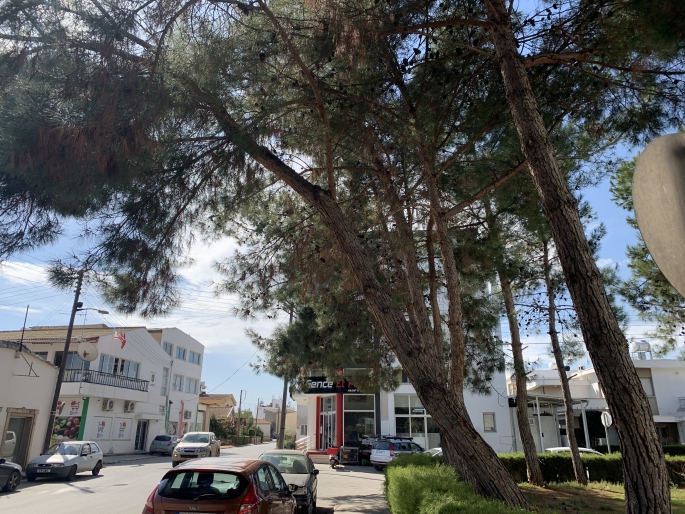 Güzelyurt Fatih camii bahçesinde bulunan ağaçlar budanma bekliyor 