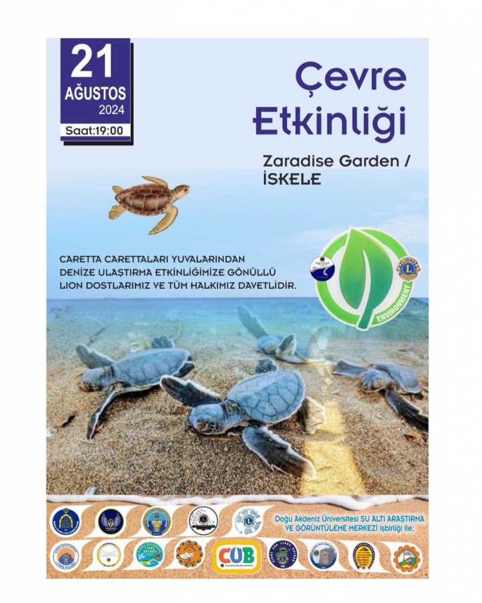  İskele sahilinde bugün caretta carettalar denize bırakılıyor İskele sahilinde bugün caretta carettalar denize bırakılıyor