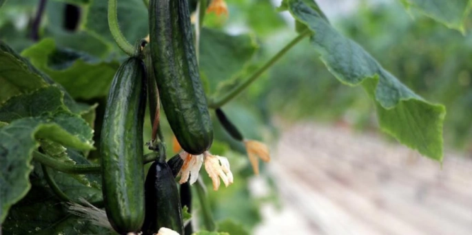 İthal armut, yerli salatalık, patlıcan ve mandora mandalina temiz çıkmadı