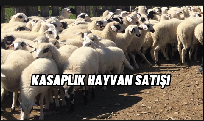 Kasaplık hayvan satışı duyurusu 