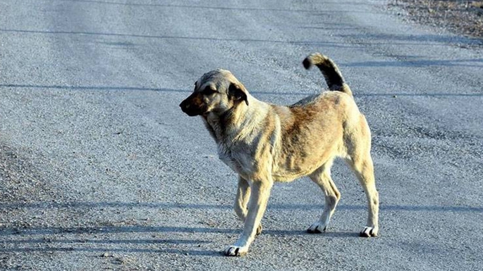 Lefke Çevre ve Ekoloji Derneği:“Başıboş köpekler tehlike yaratıyor”