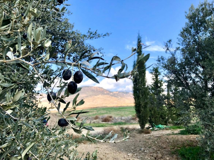 Lefke’de erkenci zeytin 19 Ağustos, yerli zeytin hasadı 2 Eylül’de ...