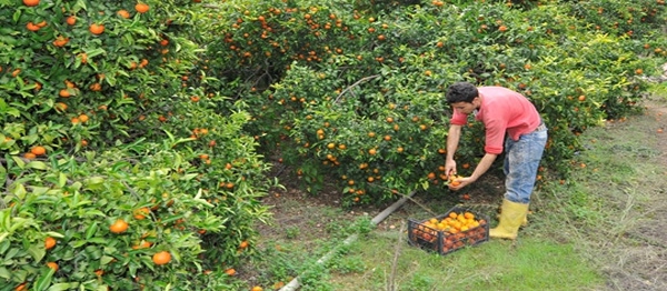  Narenciye Kesim Ekipleri Birliği süresiz greve gittiğini açıkladı