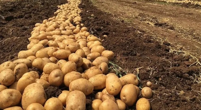  Patates Üreticiler Birliği:Bazı marketlerin fahiş kar oranlarından ötürü fiyatlar 140 TL’ye kadar çıktı