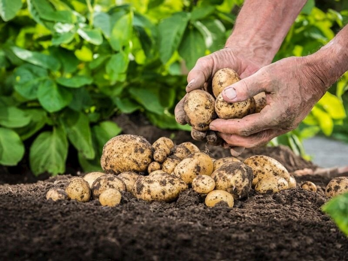 Patates Üreticilerine Önemli Duyuru!