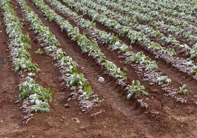 Patates Ürünü İçin 2 Üreticiye Tazminat Ödendi