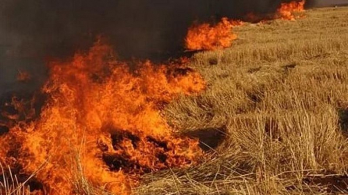 Serhatköy'de ağıllar bölgesinde yangın