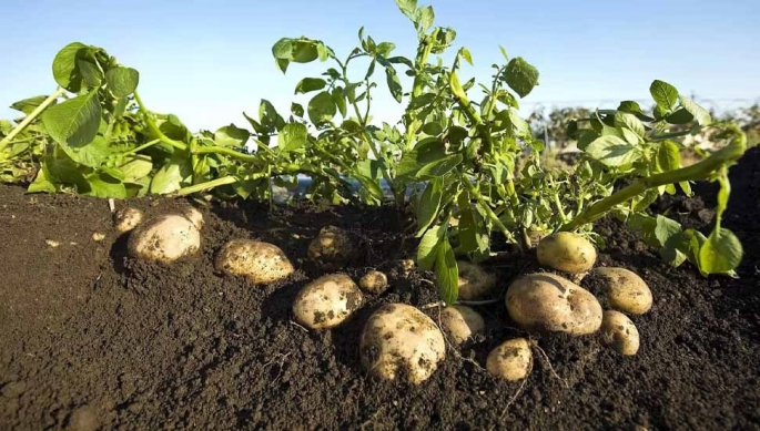 Sonbahar patates ekimi yapılan araziler için son beyan tarihi 15 Ekim…