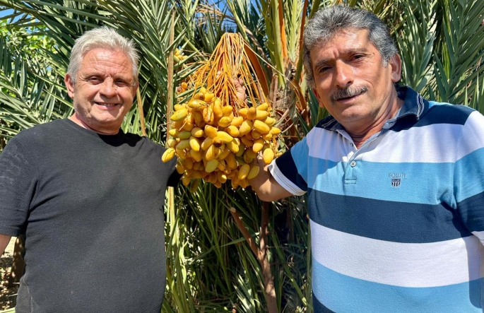 Tarihin en iyi hurma hasadı bu yıl yaşanacak